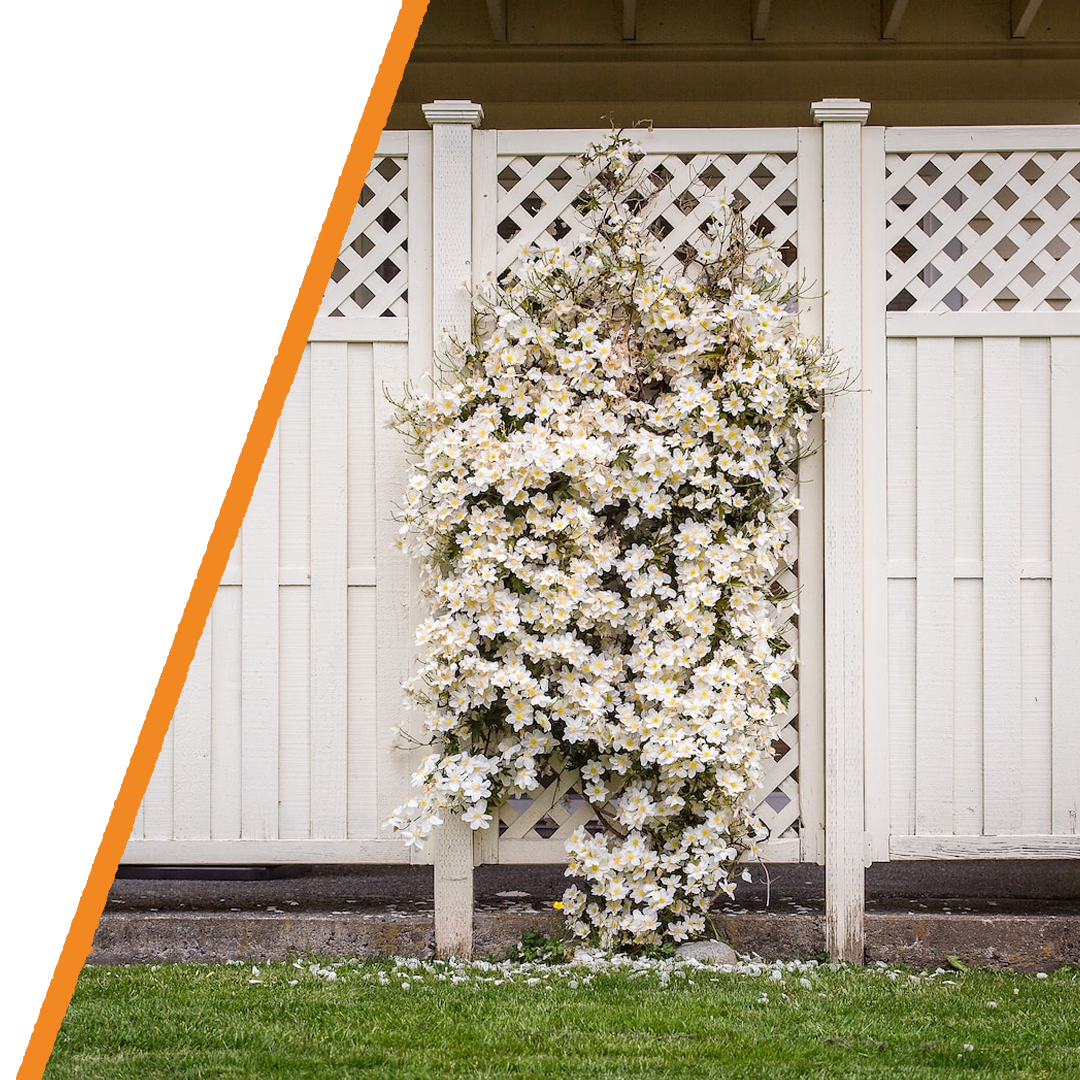 fence cleaning